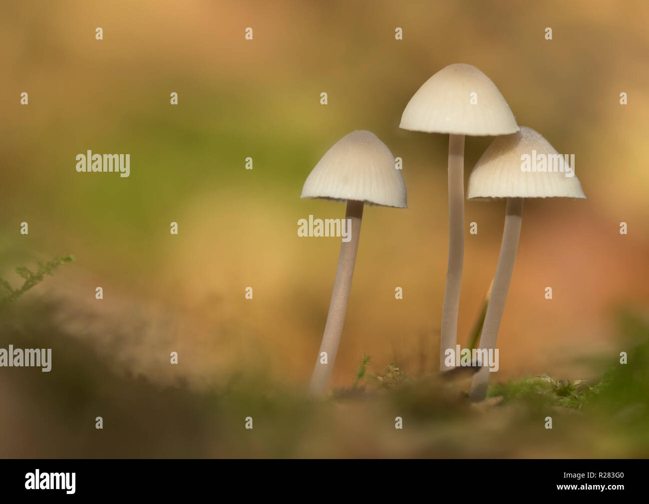 Pilz Herbst im Wald Makro Stockfoto
