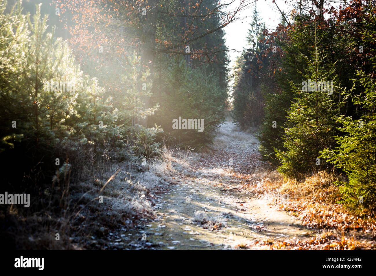 Frost am Morgen in einem Wald Stockfoto