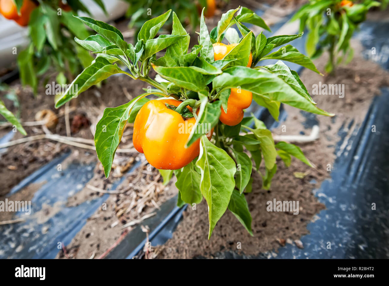 Eine reife orange Farbe Pfeffer auf der Rebe zur Ernte bereit. Stockfoto