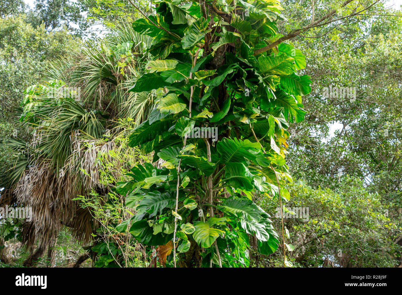 Golden Pothos (Epipremnum aureum) Reben wächst ein Baum - Lange der wichtigsten natürlichen Bereich, Davie, Florida, USA Stockfoto