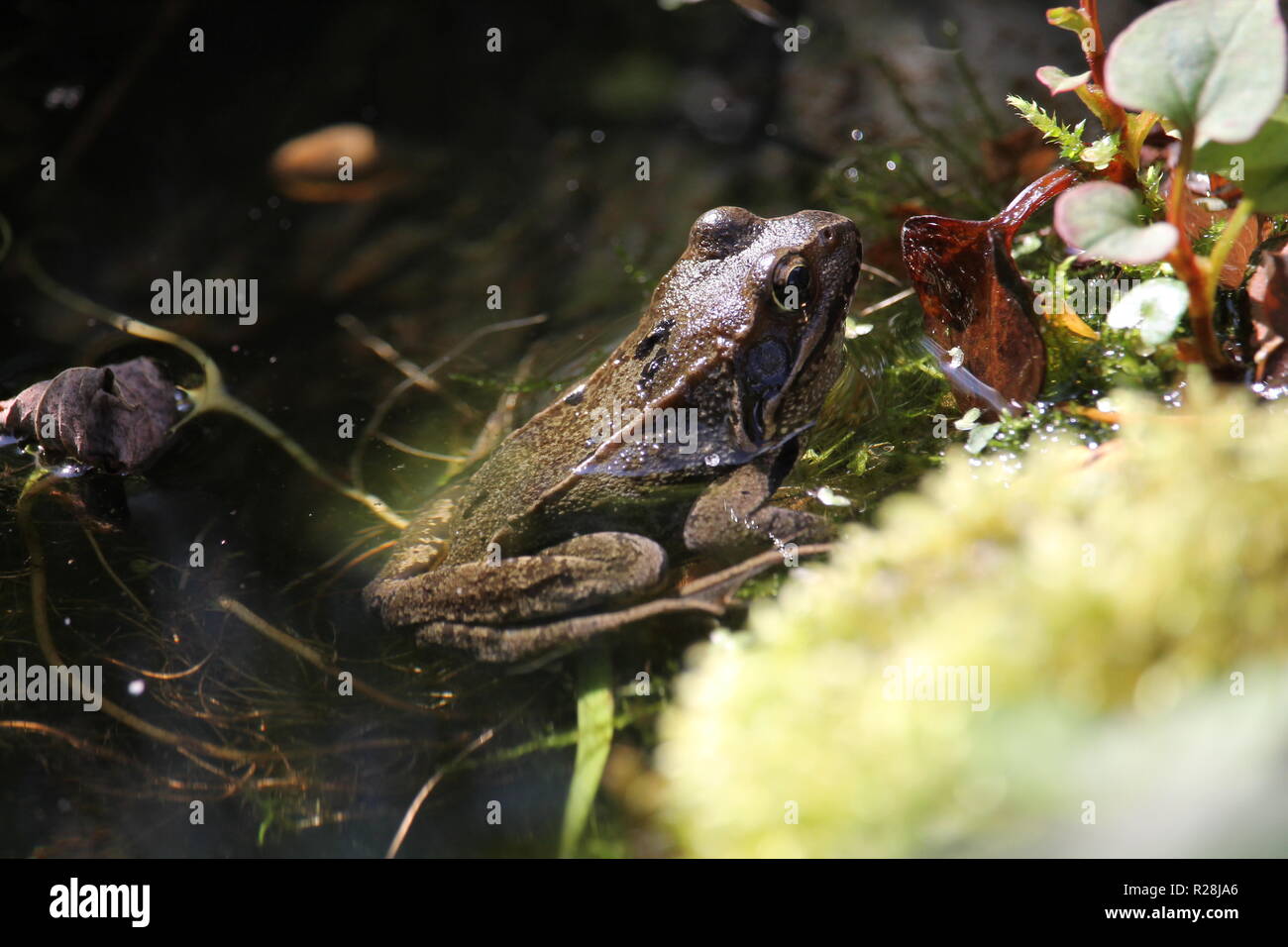 Ein europäischer Teichfrosch in einem kleinen Waldsee umgeben von einer Vielzahl von Wasserpflanzen. Stockfoto