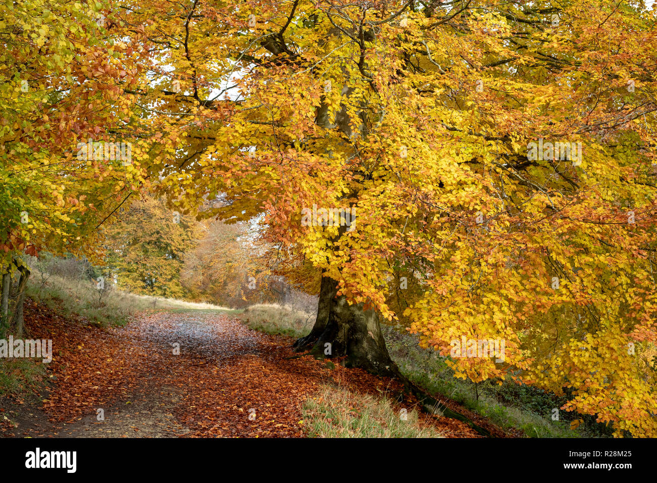 Fagus sylvatica. Herbst Buche in Blenheim Park, Woodstock, Oxfordshire, England Stockfoto