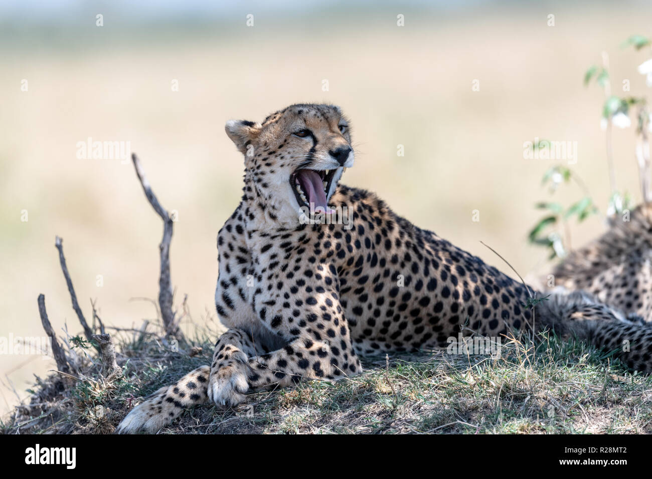 Gepard (Acinonyx jubatus) in Kenia, Afrika Stockfoto