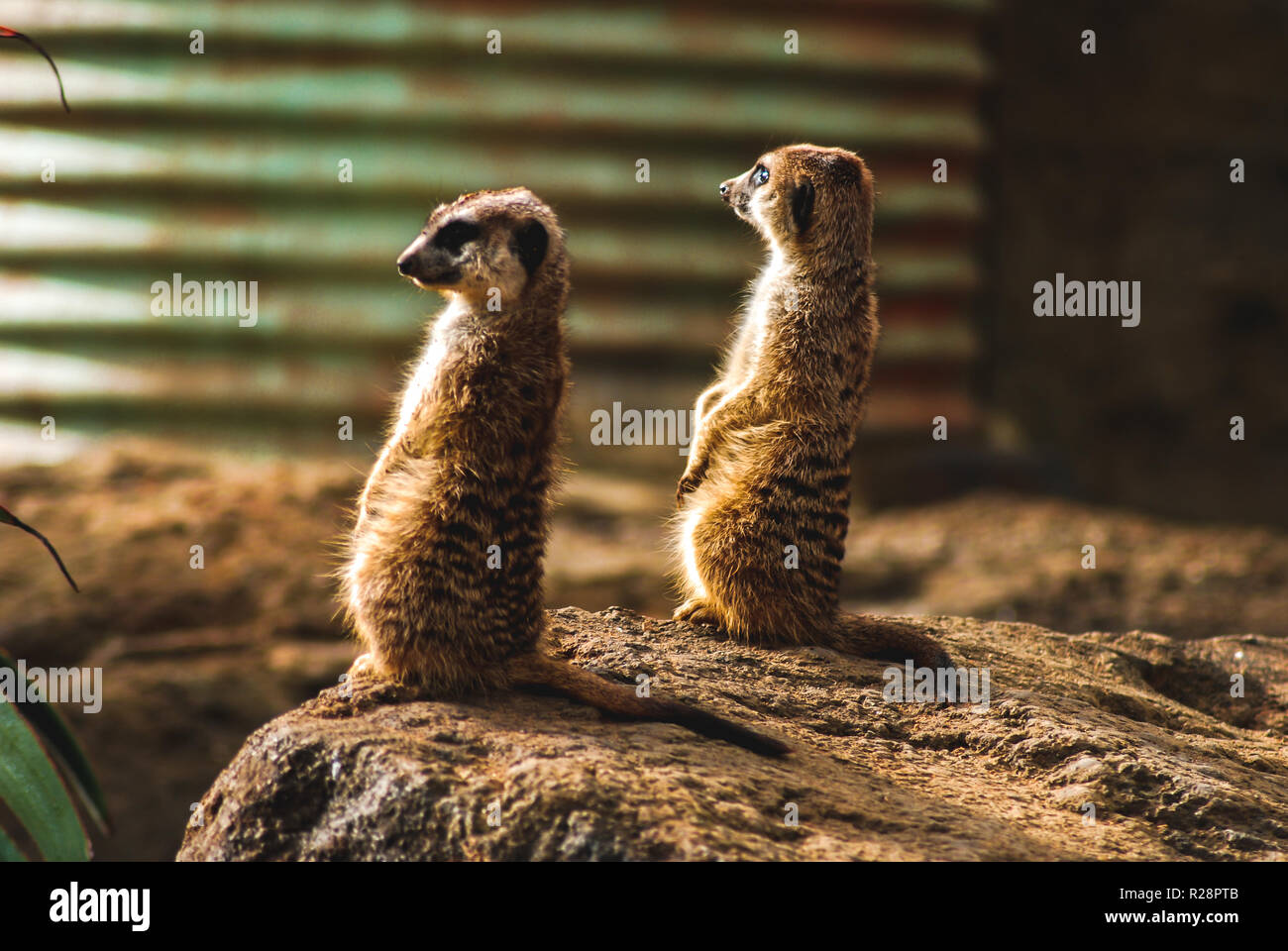 Zwei Erdmännchen mit Blick von einem Felsen im Zoo von Auckland, Neuseeland Stockfoto
