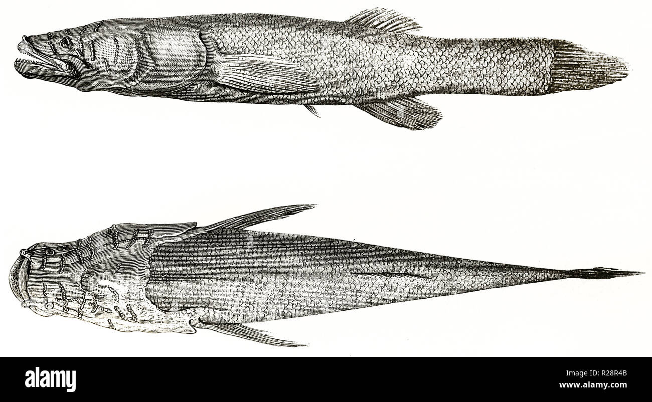 Alte Abbildung: Cyprinodon (Cyprinodon variegatus) leben in Mammoth Cave, Kentucky. Von Rouyer, Publ. Bei le Tour du Monde, Paris, 1863 Stockfoto