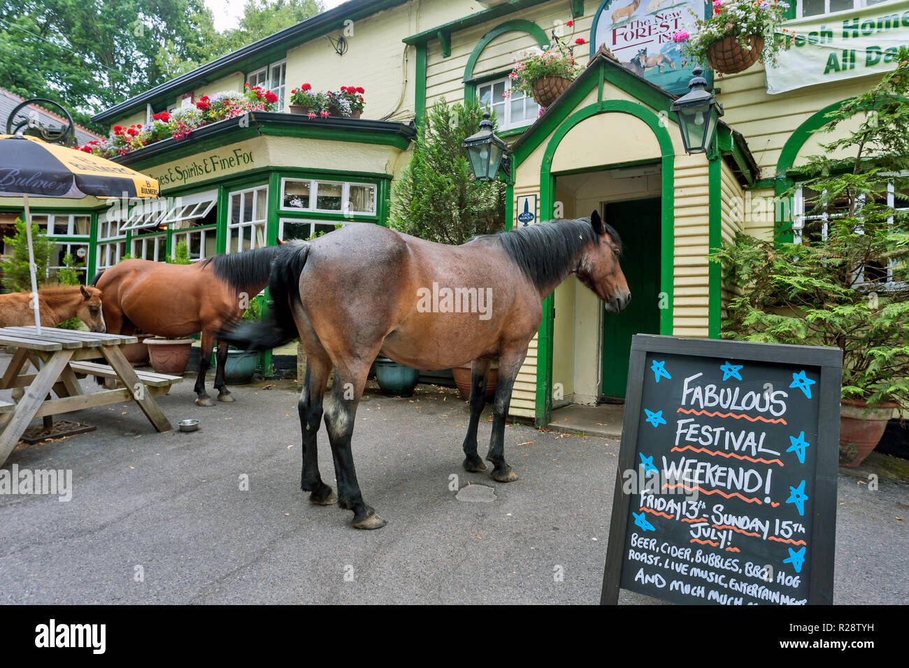 Wild New Forest Ponys und Fohlen außerhalb einer County Inn für einen Drink warten. Stockfoto