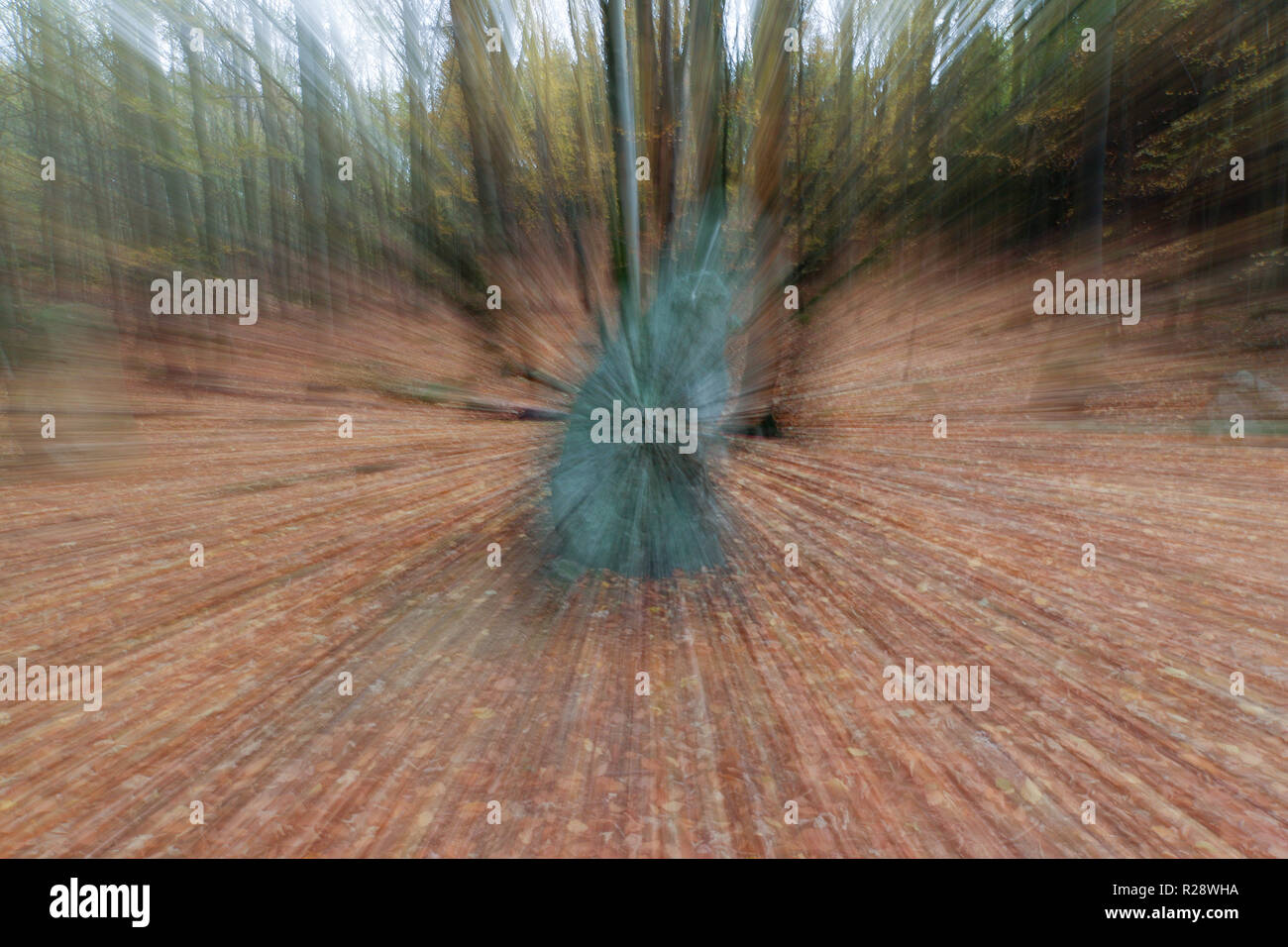 Menhire in den Wäldern, Tschechische Republik Stockfoto
