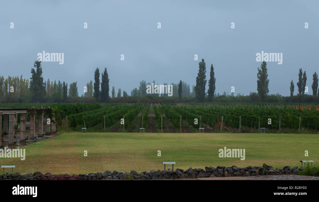 Panoramablick auf einen Weinberg an einem bewölkten Tag Stockfoto