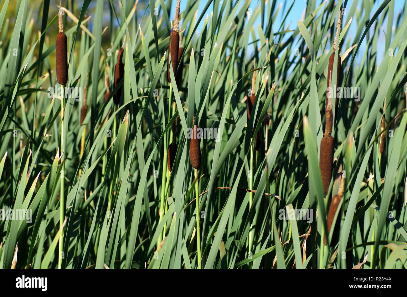 Breitblättrige cattail Gras wachsen an einem See Stockfoto