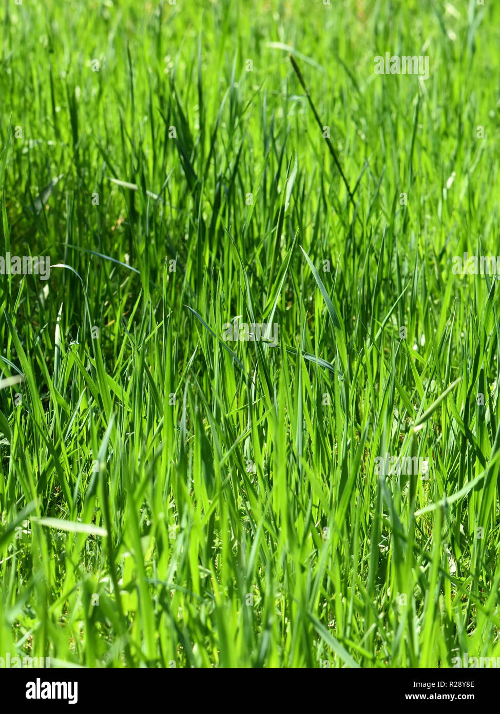 Intensiv grüne Gras wächst in einer Wiese Stockfoto