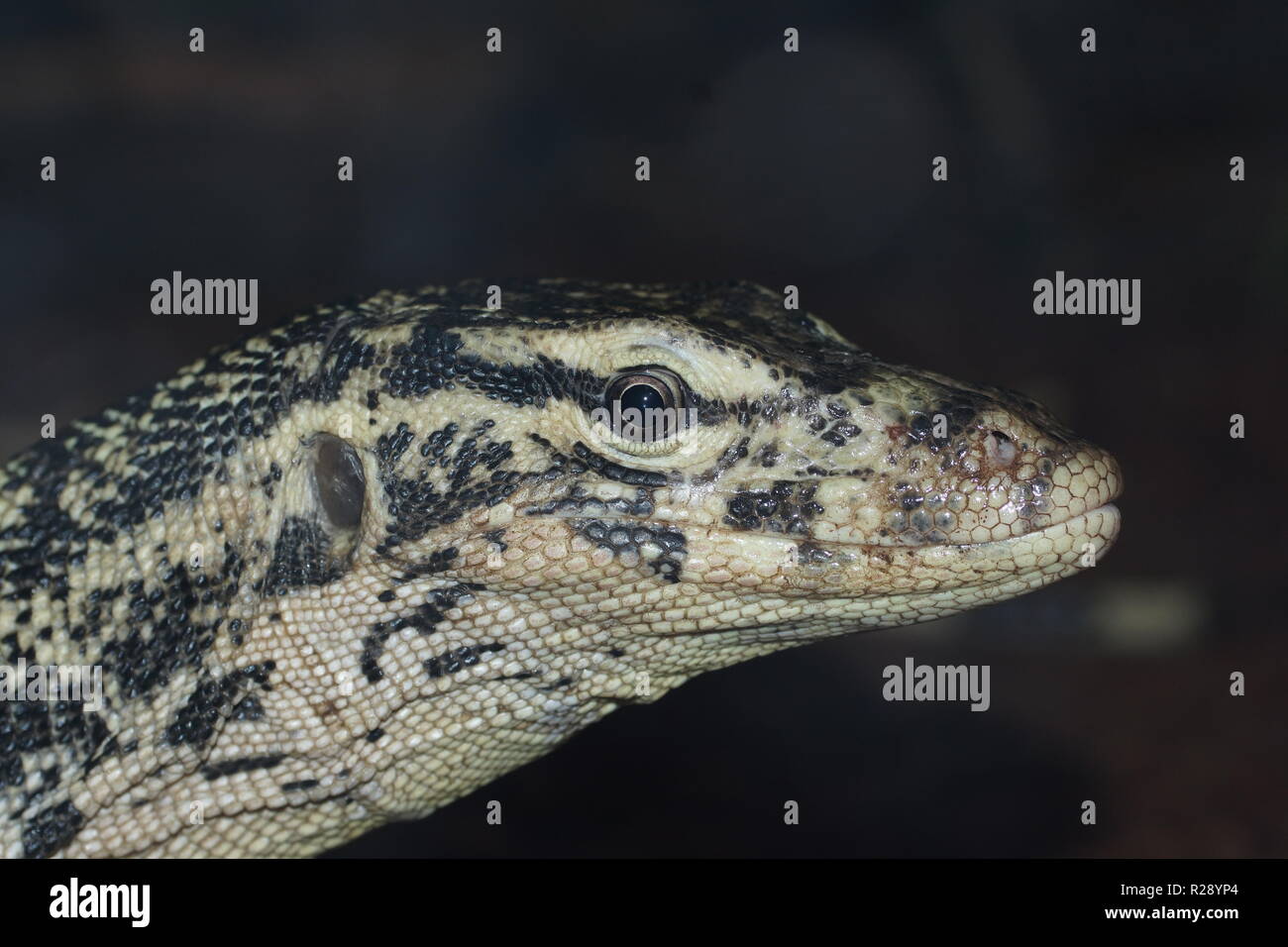 Varanus Salvator (Asiatische Wasser Monitor) Stockfoto