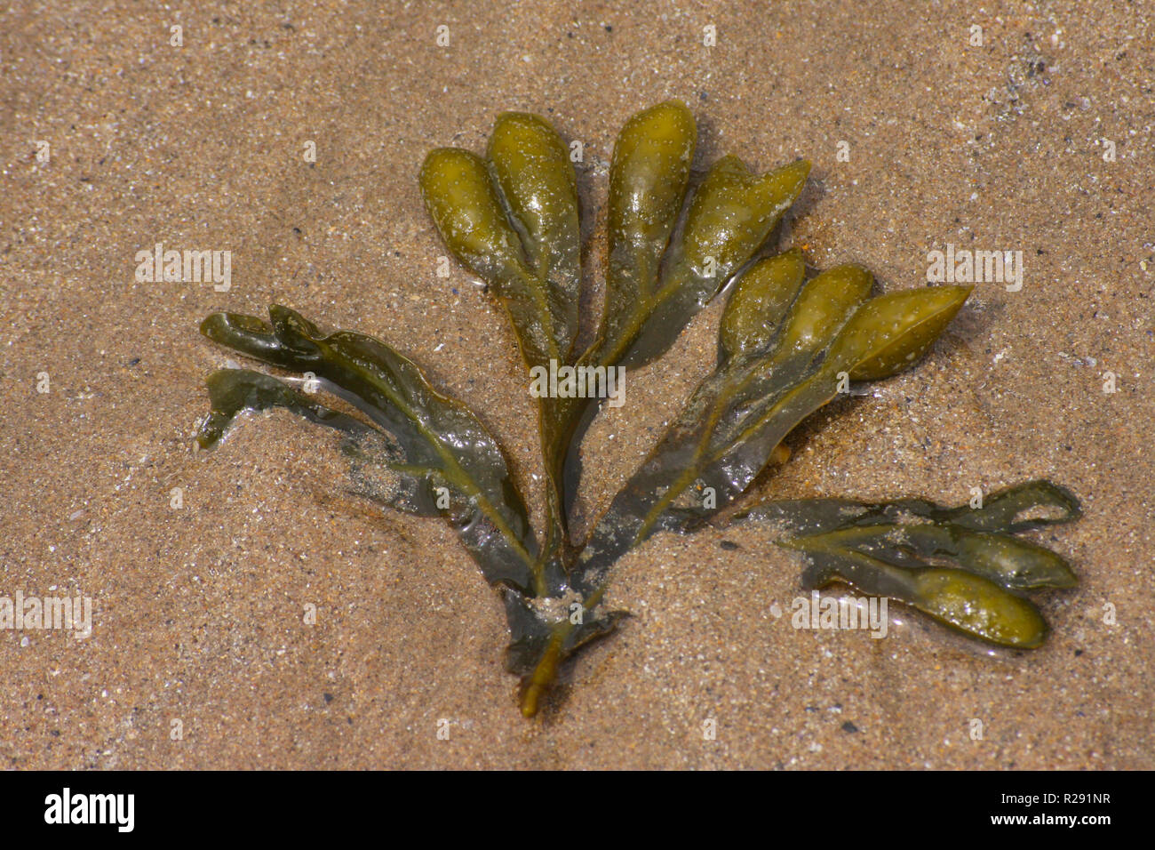 Bunte Algen am Strand angespült bei Ebbe in West Wales UK Stockfoto