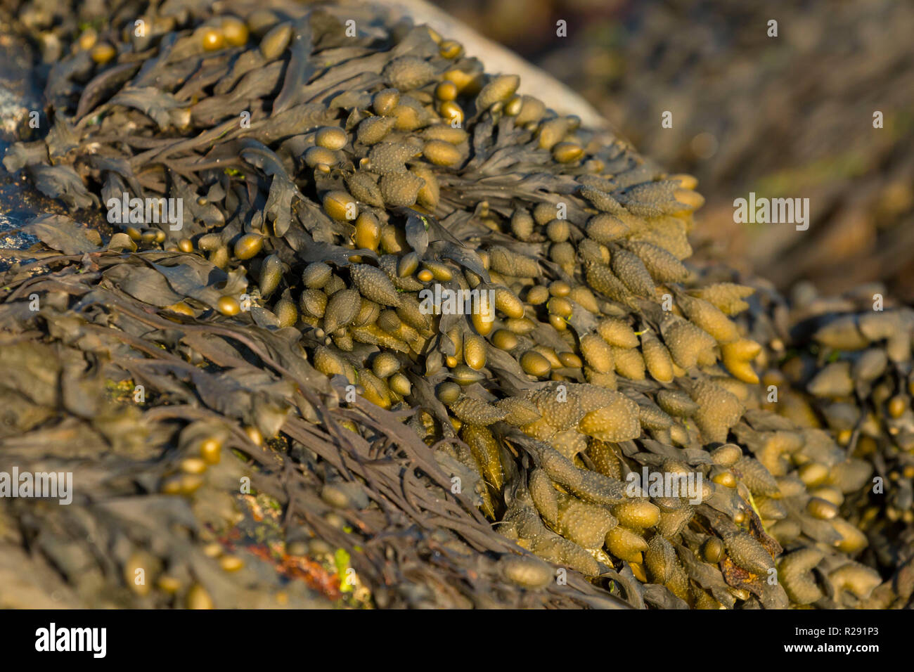 Bunte Algen am Strand angespült bei Ebbe in West Wales UK Stockfoto