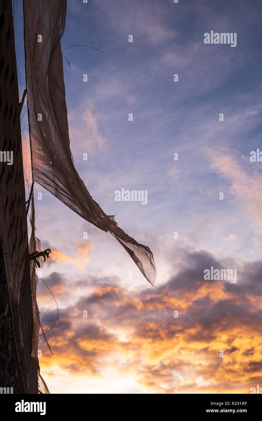 Wind, Bananenplantage, Verrechnung mit dem Himmel orange eingefärbt in der Dämmerung, Sonnenaufgang auf Teneriffa, Kanarische Inseln, Spanien Stockfoto