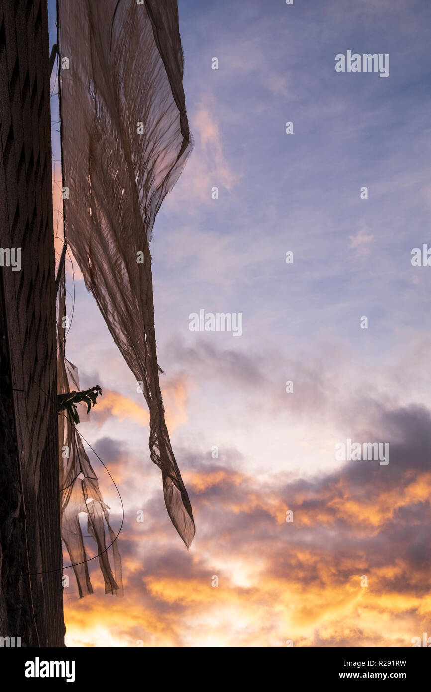 Wind, Bananenplantage, Verrechnung mit dem Himmel orange eingefärbt in der Dämmerung, Sonnenaufgang auf Teneriffa, Kanarische Inseln, Spanien Stockfoto