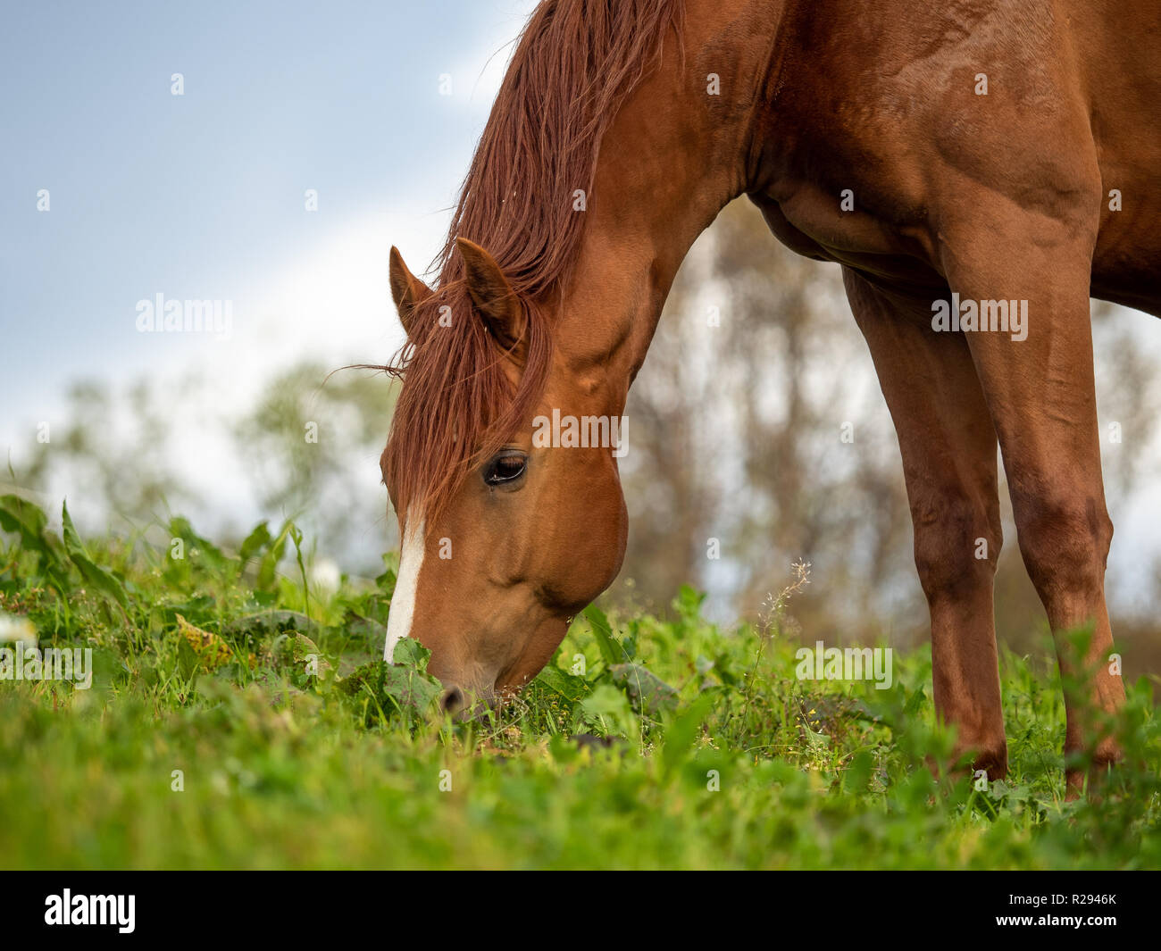 Porträt eines braunen Pferdes essen Gras. Stockfoto