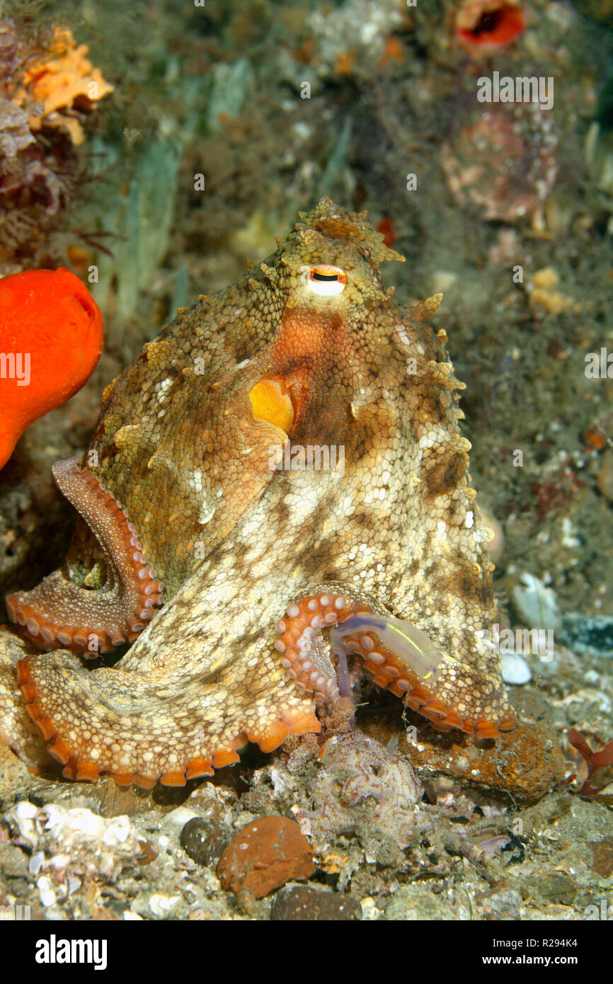 Gemeinsame Sydney Octopus, Octopus tetricus. Auch als die düsteren Octopus bekannt. Nelson Bay, Port Stephens, NSW, Australien Stockfoto