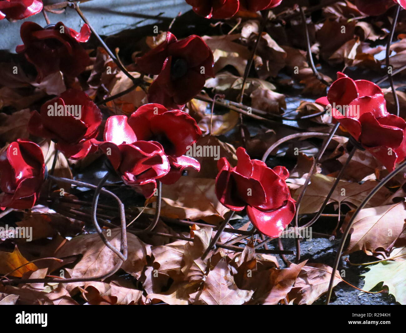 Nahaufnahme der keramischen Mohnblumen cascading auf den Boden unter den gefallenen Blätter im Herbst, im Imperial War Museum nach Erinnerung Sonntag, 2018 Stockfoto