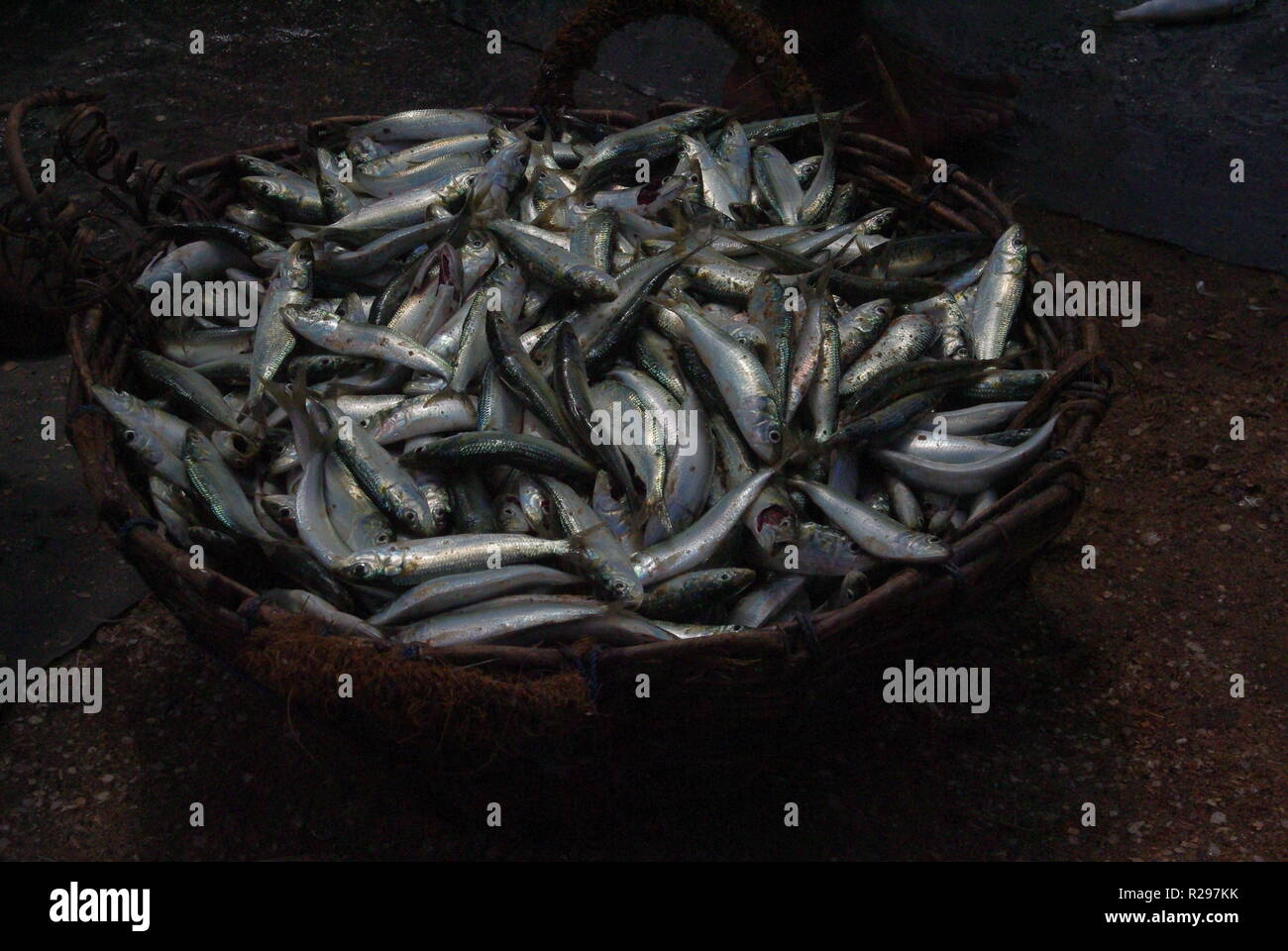 Korb mit frischem Fisch, Chilaw, Sri Lanka Stockfoto
