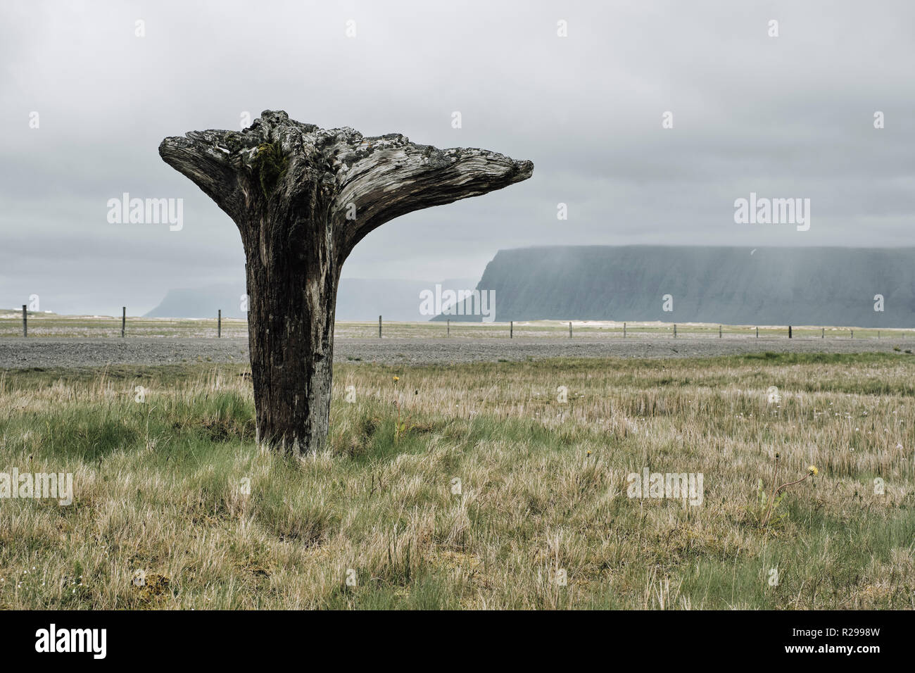 Eine upside down toten Baumstamm in der remote Island Landschaft der Westfjorde. Stockfoto