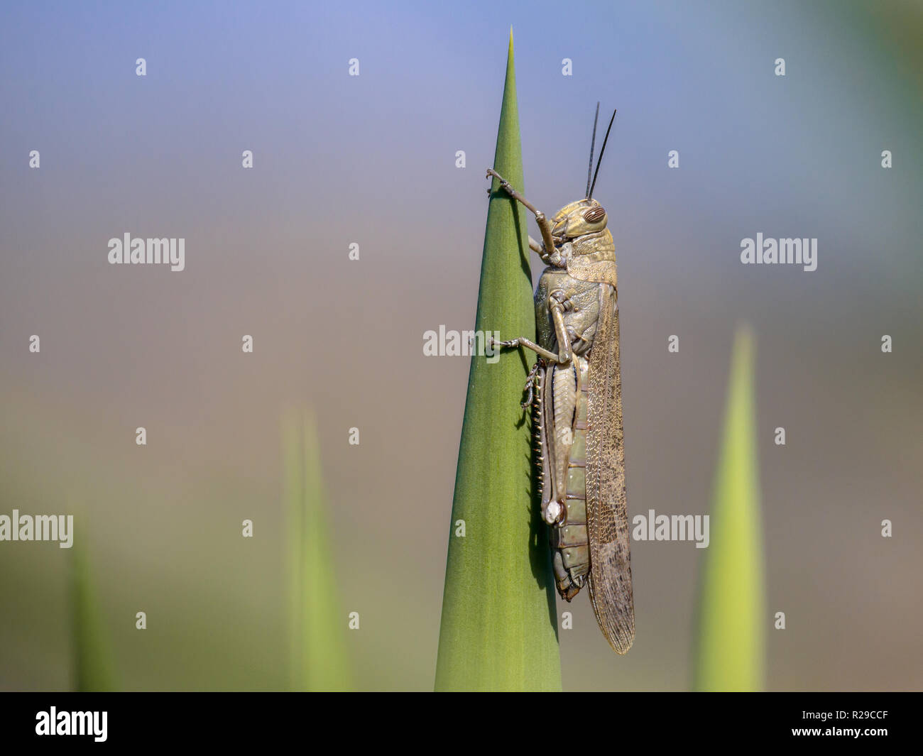 Wandernde Heuschrecken (Locusta migratoria) in der Sonne sitzend auf grüne Pflanze. Dieses Insekt kann eine echte, Pest und Hungersnot verursachen können Stockfoto