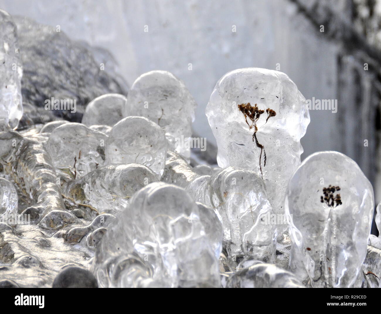 Pflanzen, die im Eis an einem kalten Wintertag verglast wurden. Stockfoto