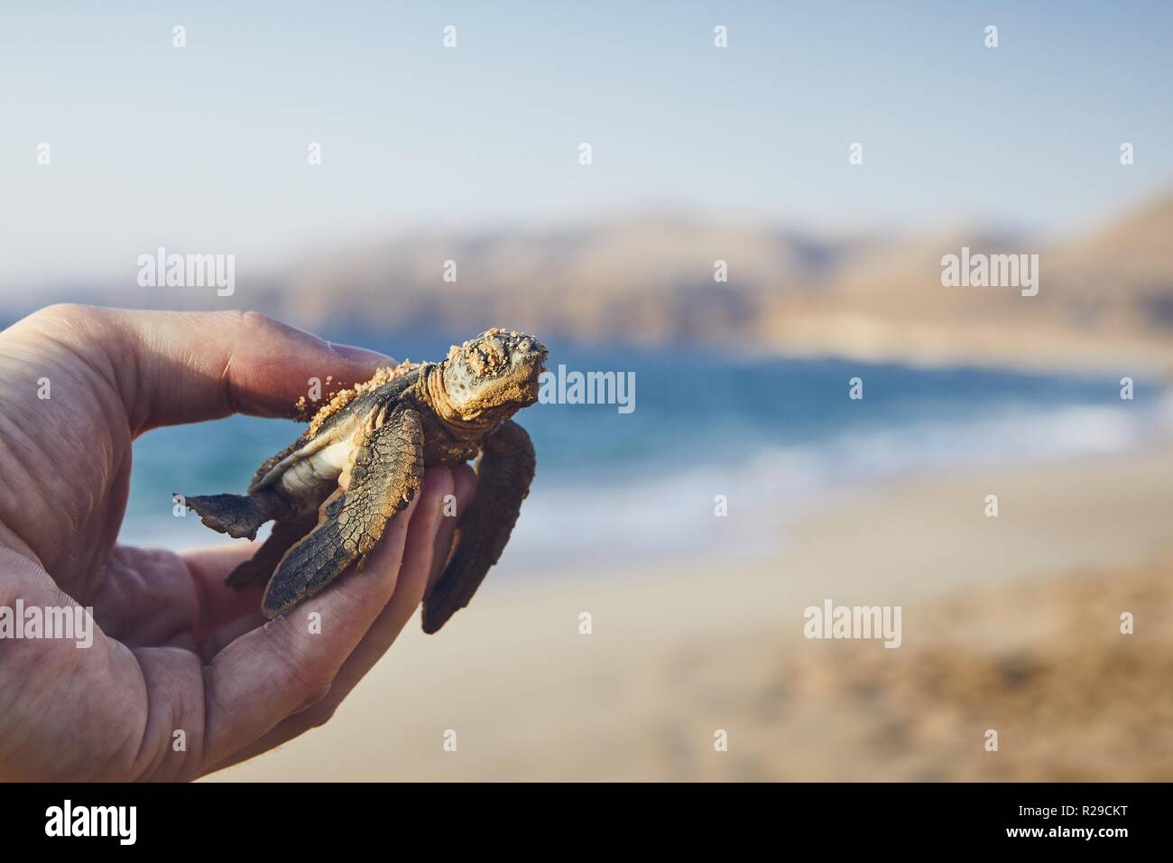 Rettung von Green Turtle. Die menschliche Hand, die neugeborenen Schildkröte und trägt sie ins Meer. Ras Al Jinz, Sultanat von Oman. Stockfoto