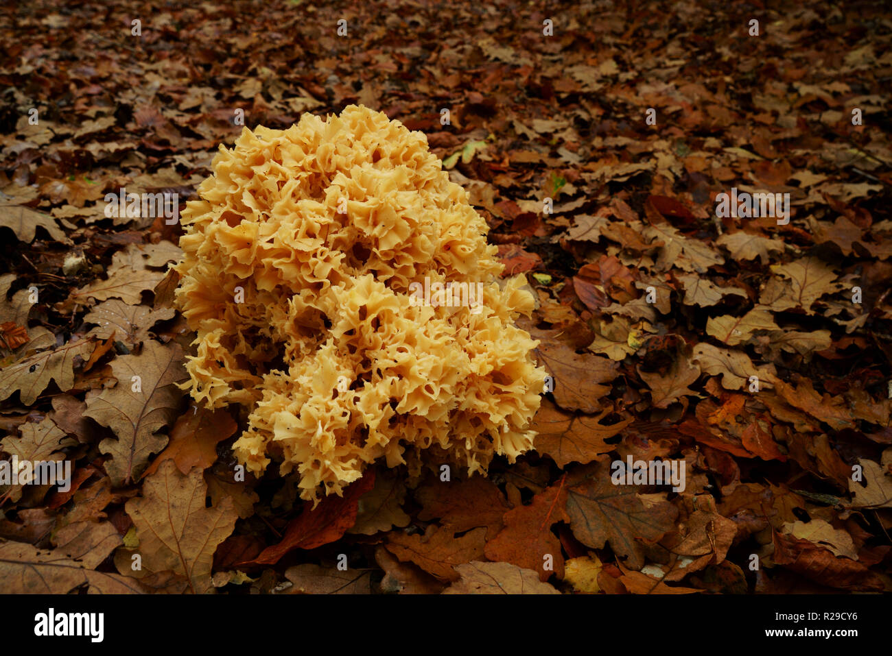 Ein Blumenkohl Pilze & Laub auf Ashdown Forest Stockfoto