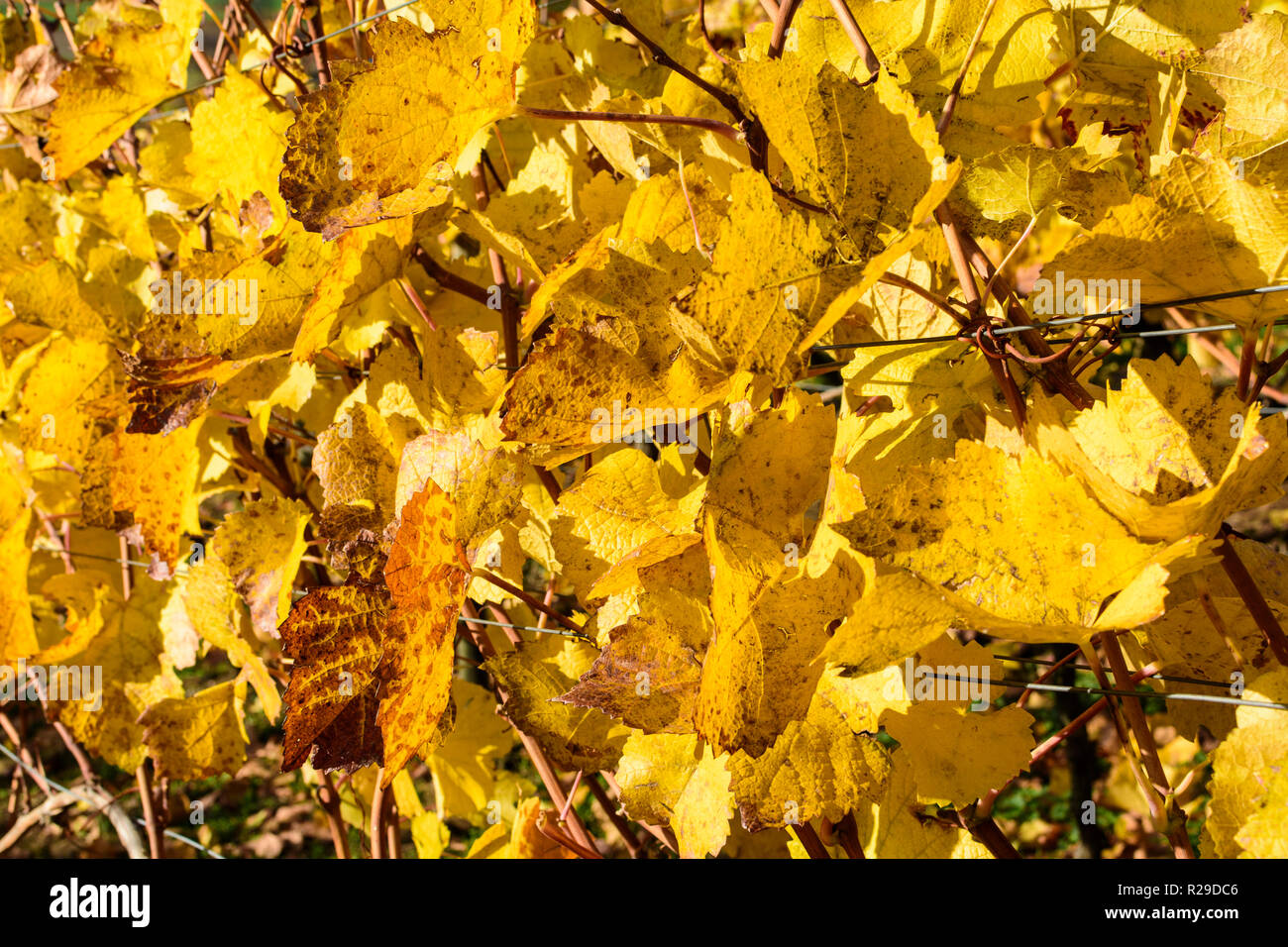 Bensheim: gelb Weinstock treibt im Weinberg, Goldener Herbst im Kreis Bergstraße, Hessen, Hessen, Deutschland Stockfoto