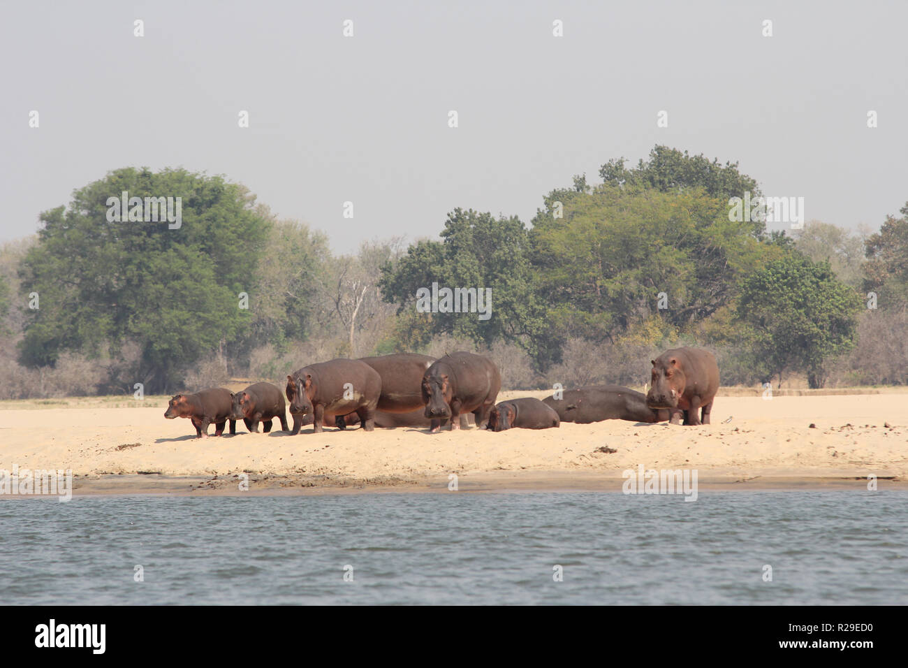 Sambia: Flusspferde stehend und liegend auf einer Sandbank im Lower Zambesi River Stockfoto