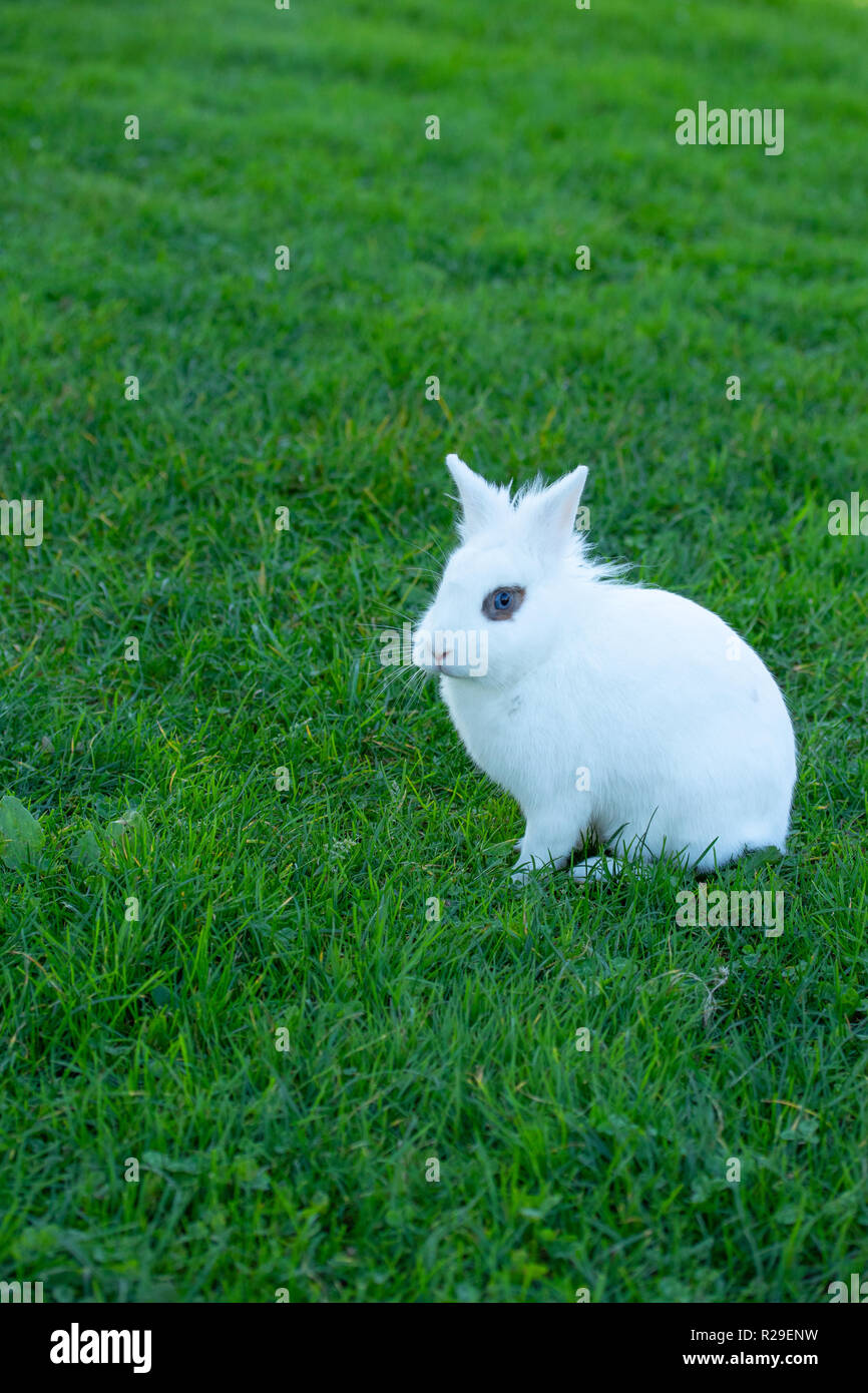 Weißes Kaninchen mit blauen Augen in das grüne Gras niedlich, Familie Leporiden. Stockfoto