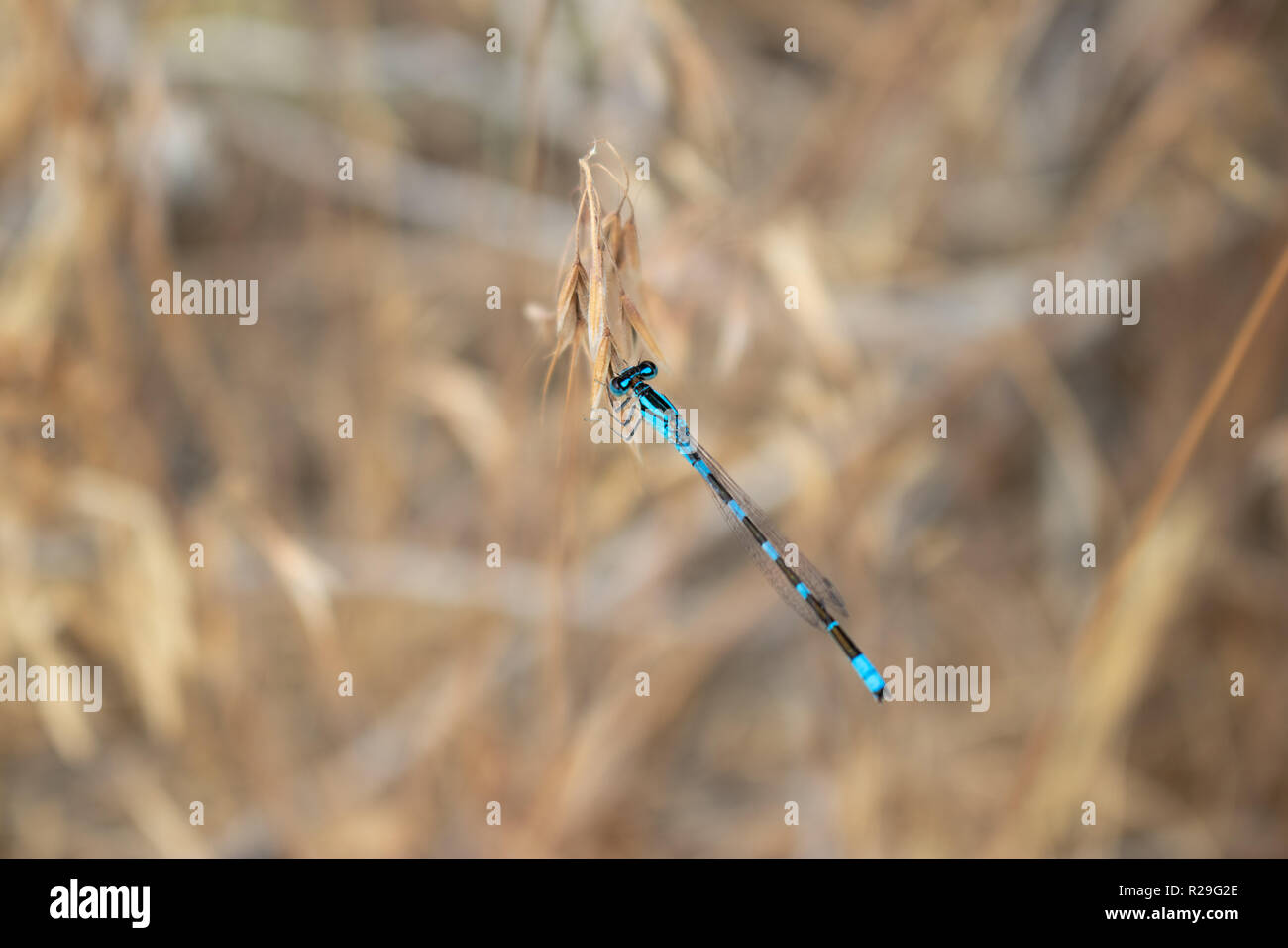 Dies ist ein Bild einer Libelle, die Landung auf einer toten Blume, die hat eine sehr verschwommenen Hintergrund mit der Libelle im Fokus ist. Stockfoto