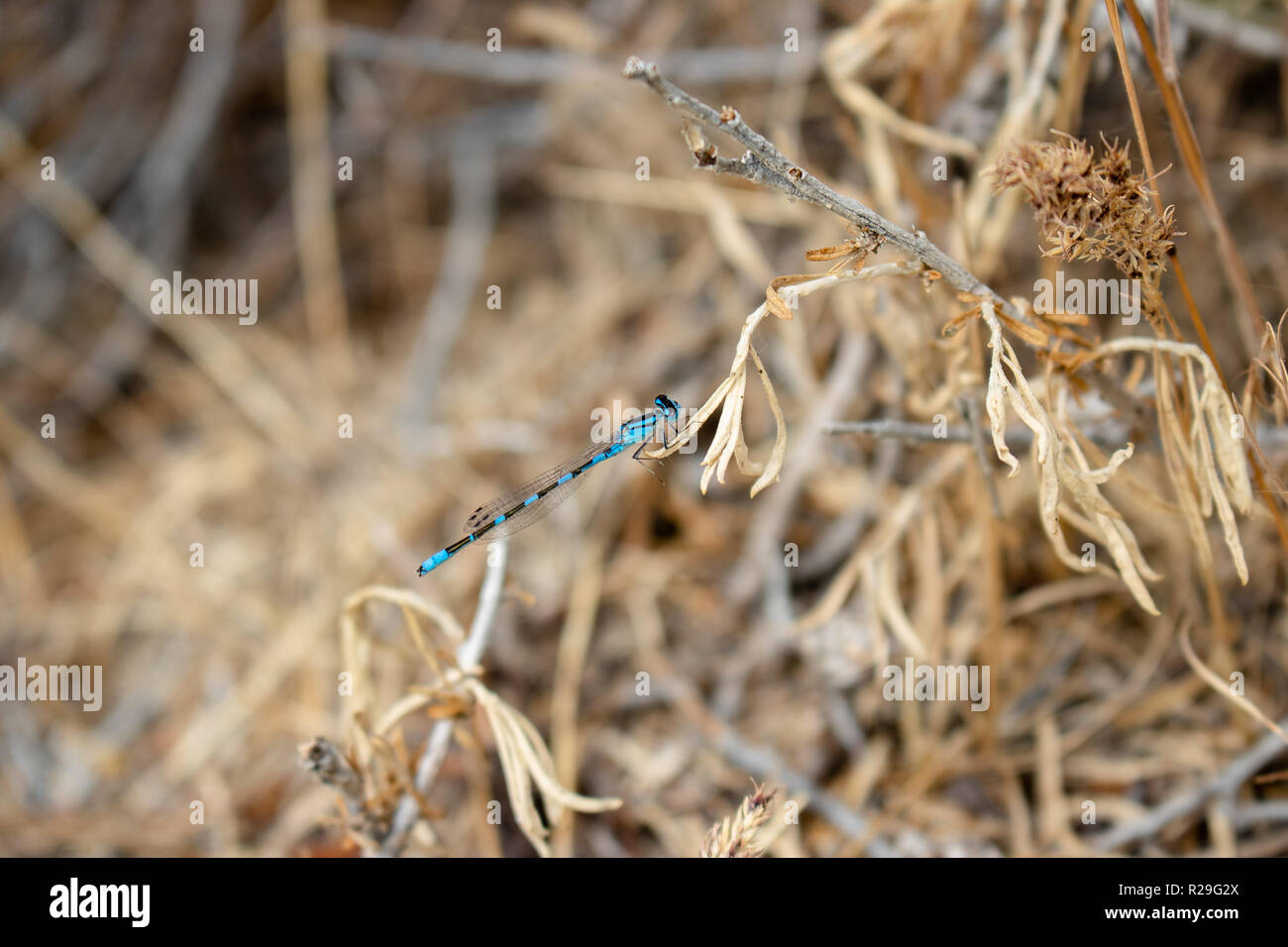 Dies ist ein Bild einer Libelle Landung auf die Pflanzen, die in der Nähe tot war er Boden. Stockfoto