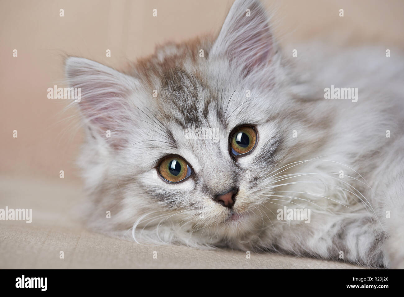 Portrait von verspielten cat Festlegung auf braunem Sofa. Romantisch verspielte Kitty Stockfoto