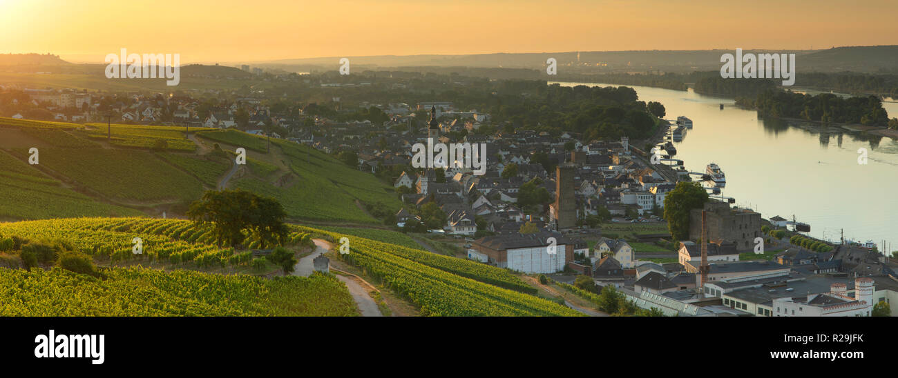 Weinberge und den Rhein bei Sonnenaufgang, Rüdesheim, Rheinland-Pfalz, Deutschland Stockfoto