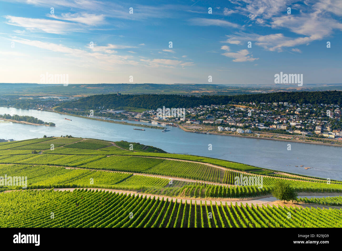 Weinberge und den Rhein, Rüdesheim, Rheinland-Pfalz, Deutschland Stockfoto