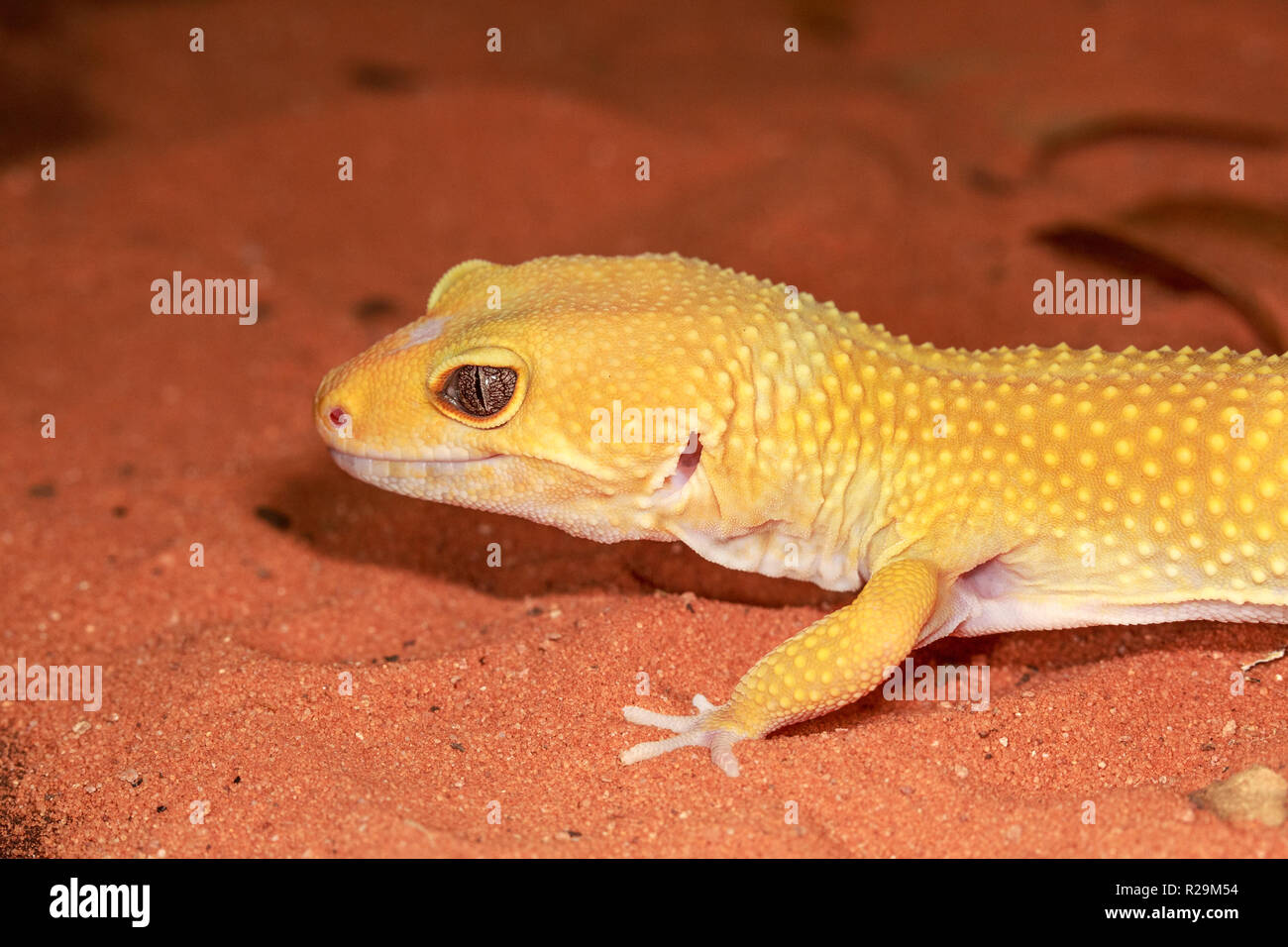 Leopard Gecko (Eublepharis macularius) Ich Stockfoto