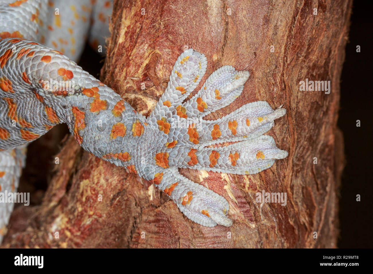 Orange-beschmutzte Tokay Gecko (Gekko Gecko), Fuß detail Stockfoto
