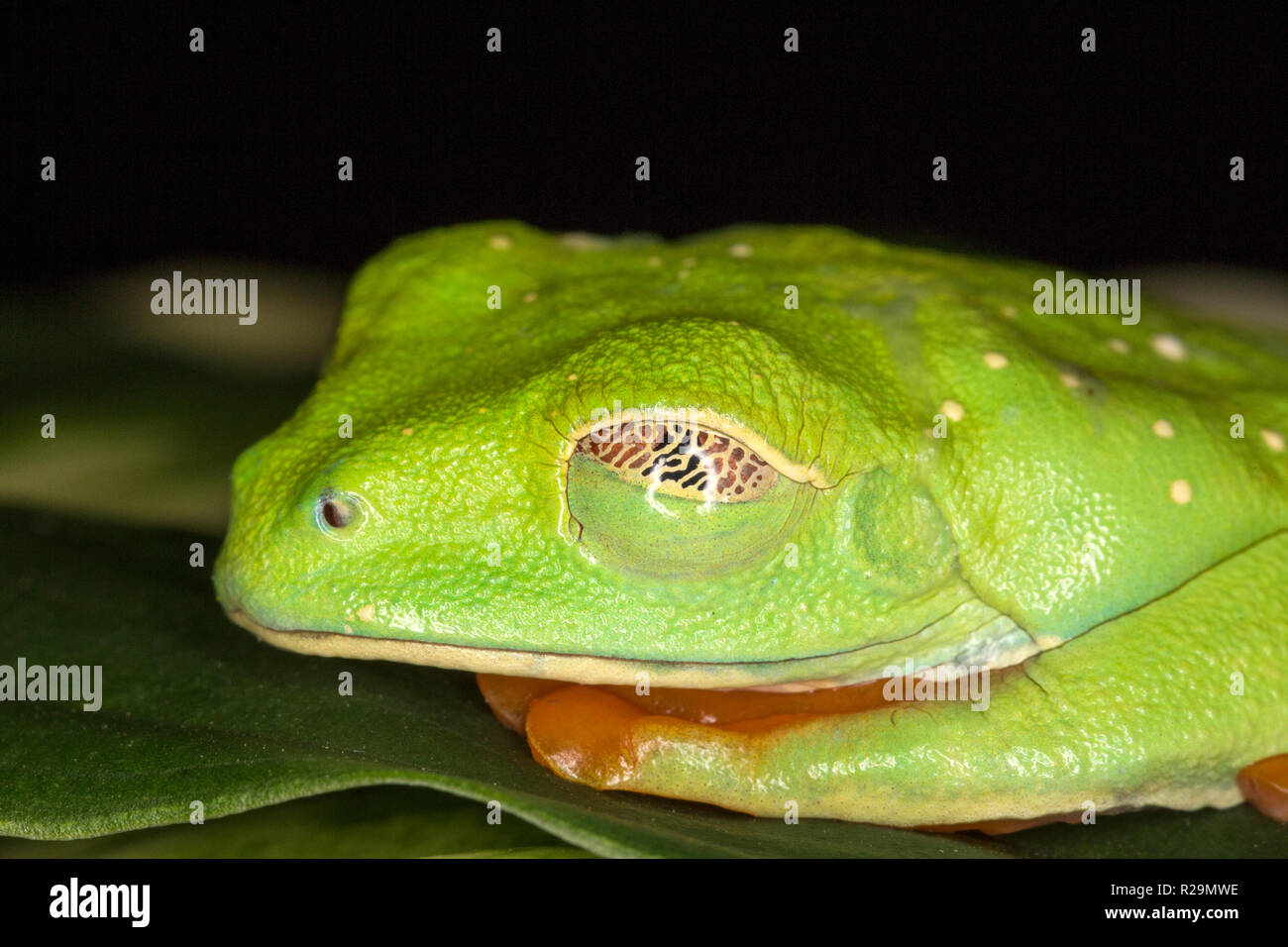 Rotäugigen Baumfrosch (Agalychnis Callidryas) Stockfoto