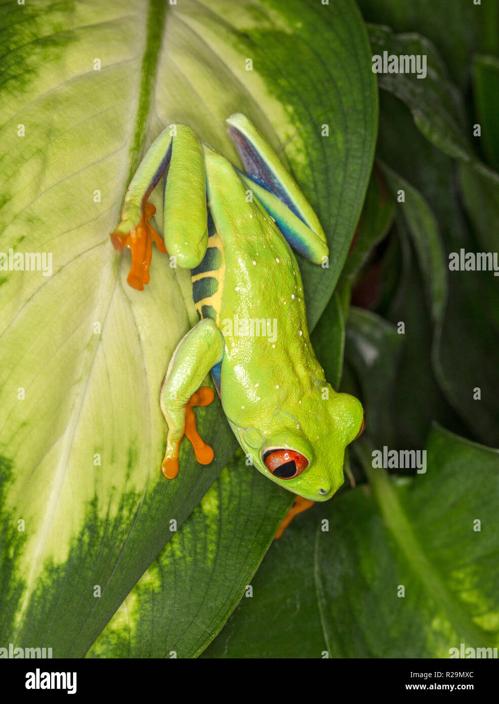 Rotäugigen Baumfrosch (Agalychnis Callidryas) Stockfoto