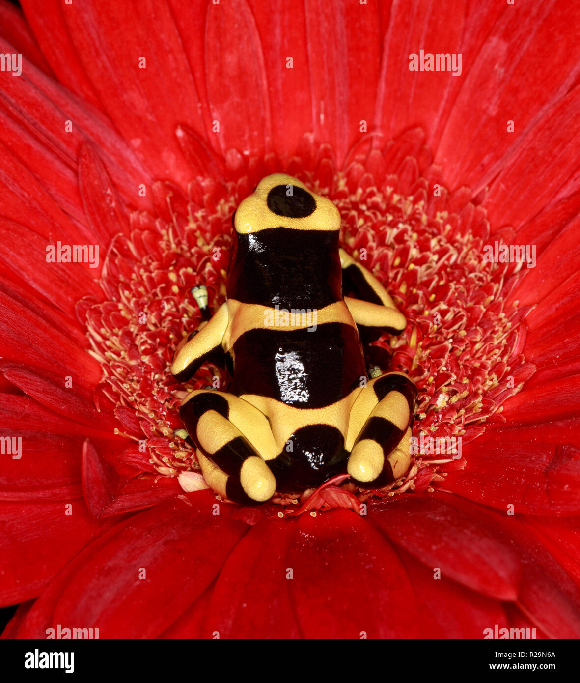 Gelb gebändert Pfeilgiftfrosch (Dendrobates leucomelas) an der roten Blume (gerbera Daisy) Stockfoto