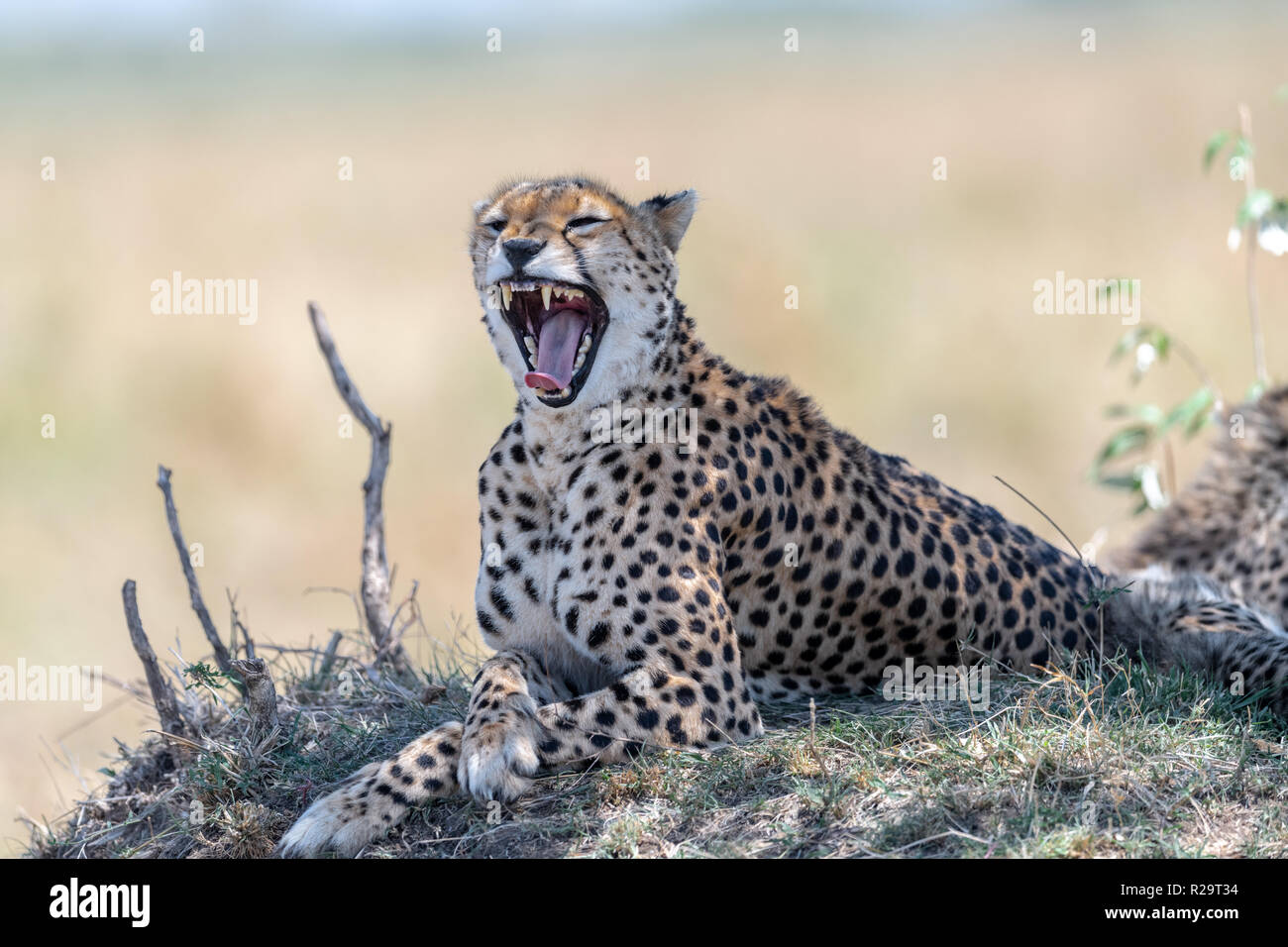 Gepard (Acinonyx jubatus) in Kenia, Afrika Stockfoto