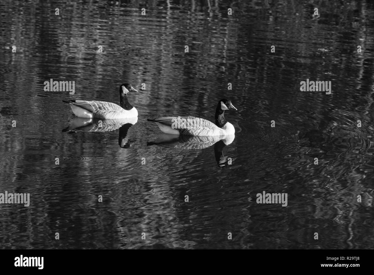 Kanadagans (Branta canadensis), auf Bodenham See Herefordshire UK. Stockfoto