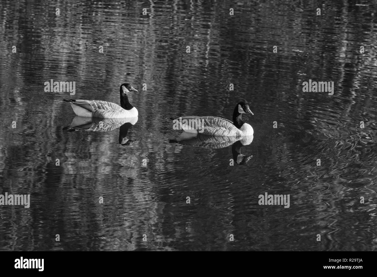 Kanadagans (Branta canadensis), auf Bodenham See Herefordshire UK. Stockfoto