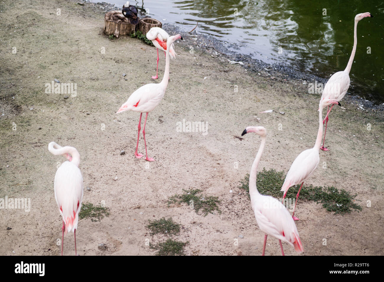 6 rosa Flamingos am See Stockfoto