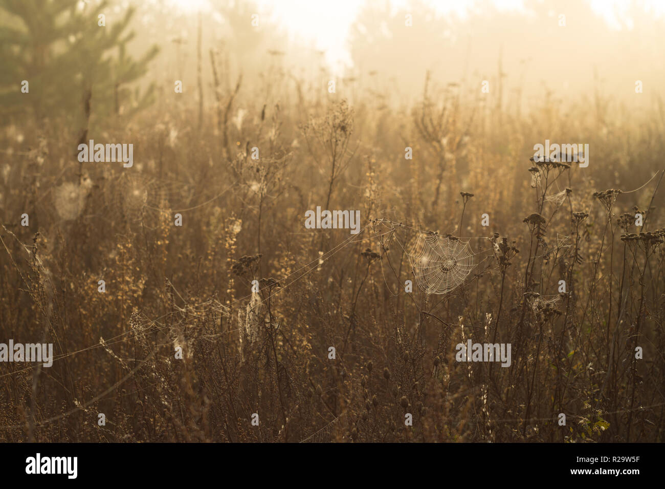 Trockenes Gras und Spinnennetz mit Tautropfen auf einem unscharfen Hintergrund Stockfoto