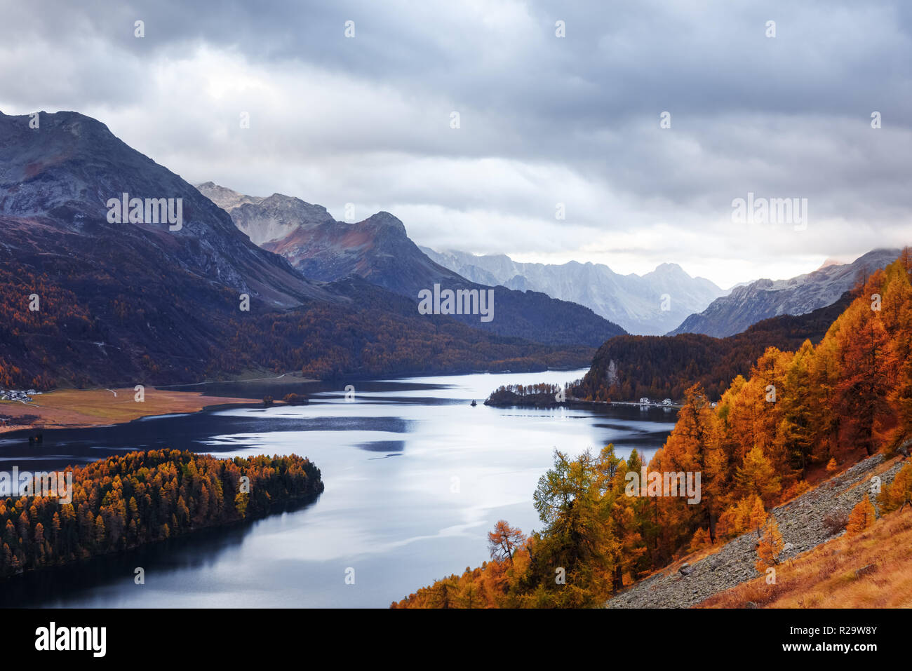 Luftaufnahme auf Herbst Silsersee (Silsersee) in den Schweizer Alpen. Bunte Wald mit orange Lärche und schneebedeckten Bergen im Hintergrund. Schweiz Stockfoto