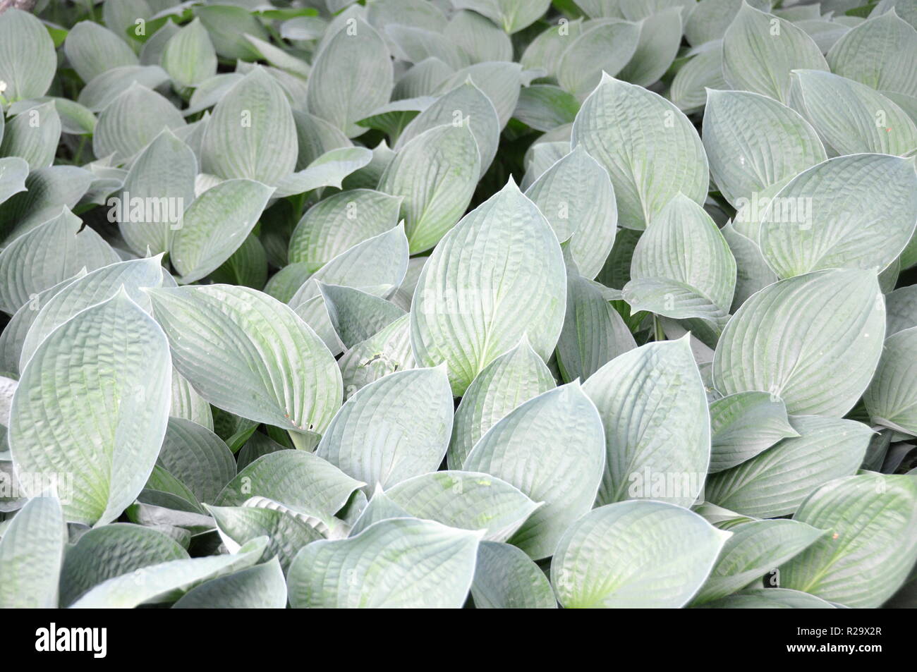 Grüne Laub eines Hosta Lily Stockfoto Grüne Laub eines Hosta Lily Stockfoto