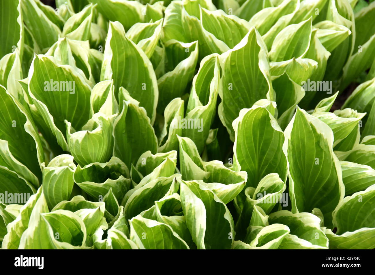 Grün und Weiß Laub eines Hosta Lily Stockfoto Grün und Weiß Laub eines Hosta Lily Stockfoto