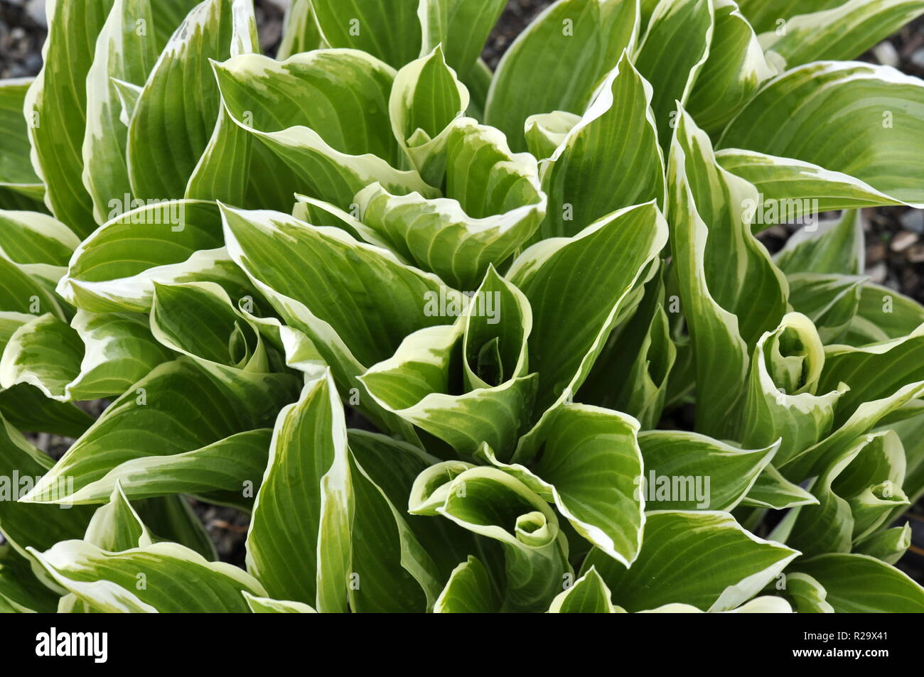 Grün und Weiß Laub eines Hosta Lily Stockfoto Grün und Weiß Laub eines Hosta Lily Stockfoto